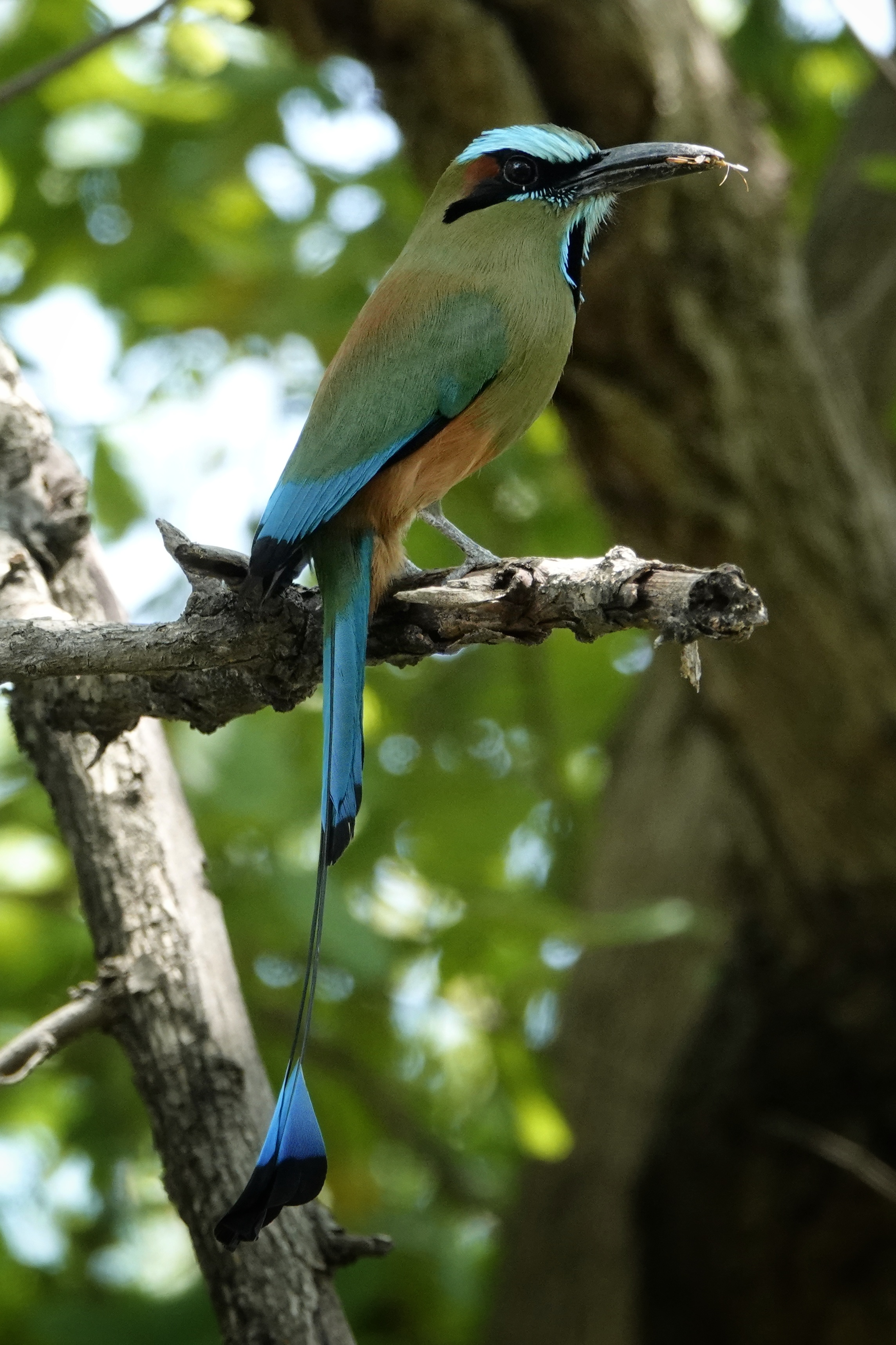 Motmot perché au Nicaragua